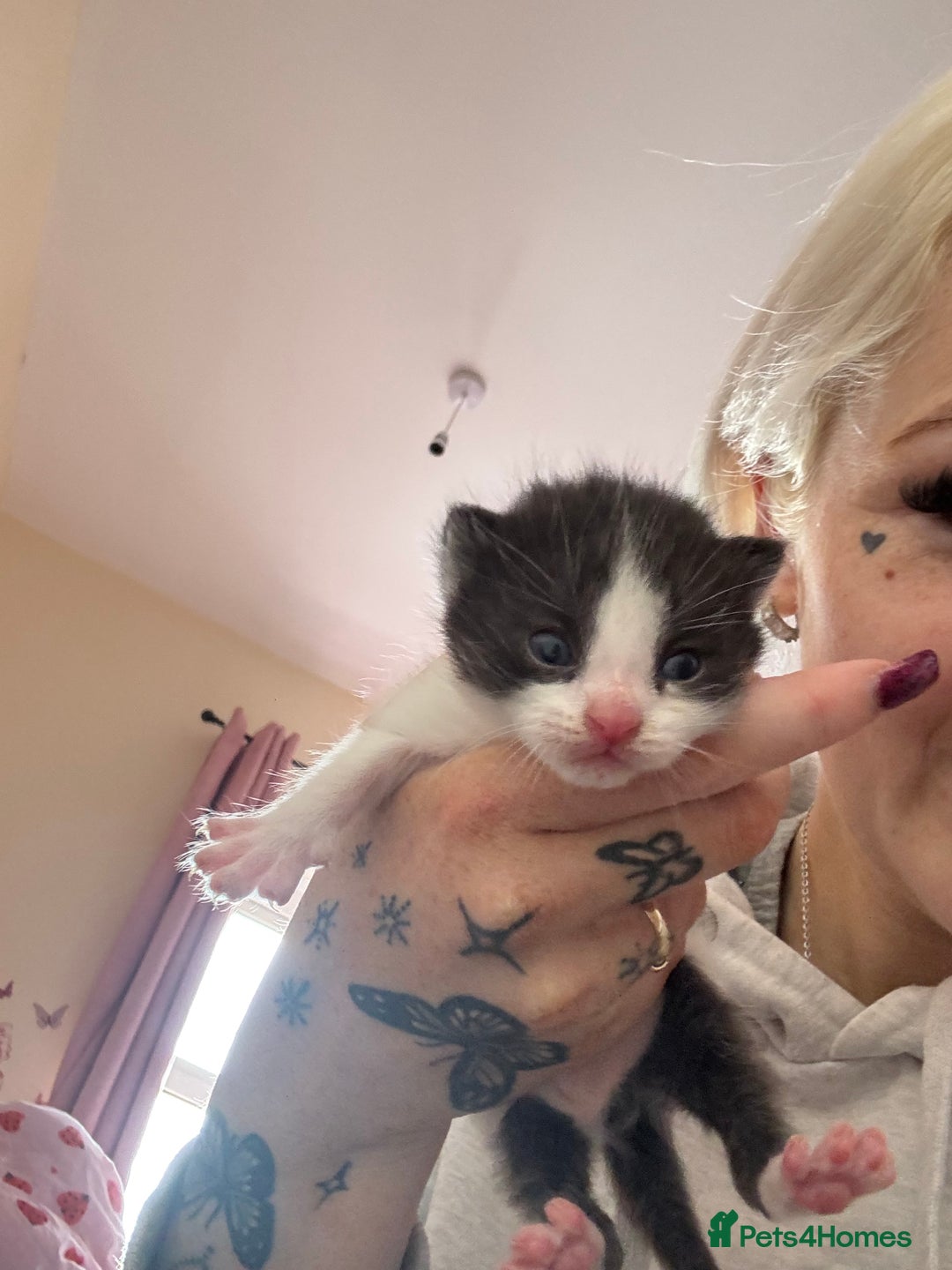 Mixed Breed cats for sale: Kittens for rehoming  - Advert 6