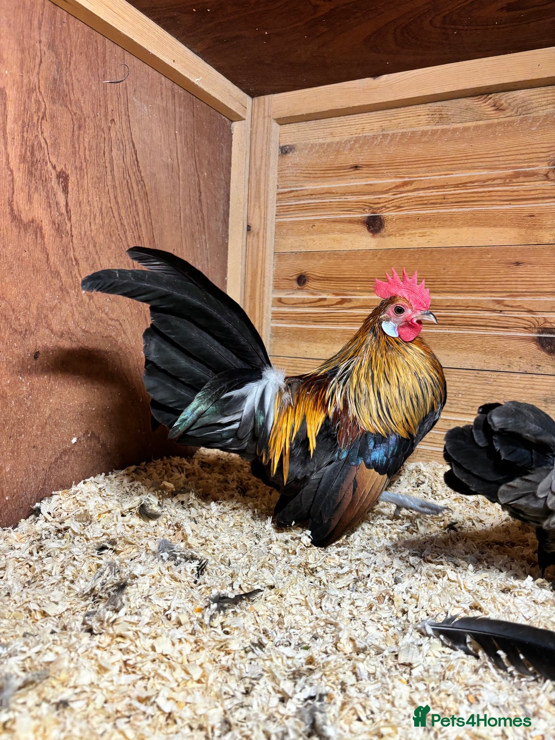 Chickens poultry for sale: Gold Partridge Dutch bantams - Advert 3