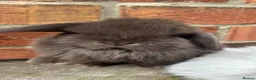 Mini Lop rabbits for sale: Pedigreed pure bred mini lops  - Advert 38