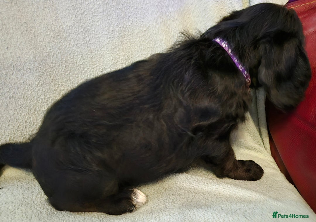 Mixed Breed dogs for sale: Beagle cross puppies for sale - Advert 20