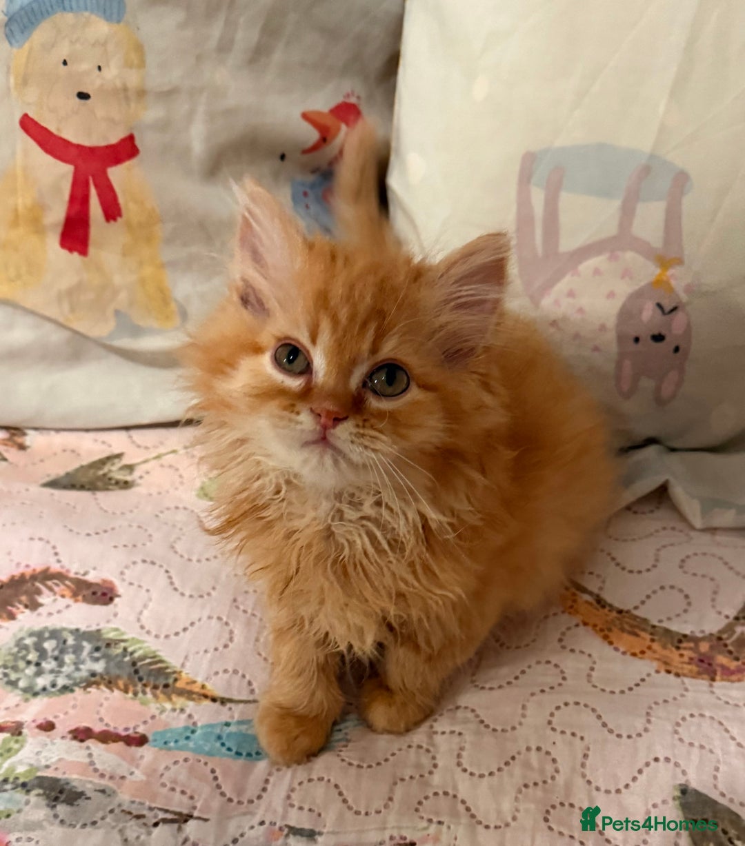 Mixed Breed cats for sale: Ragdoll X Persian kittens  - Advert 7