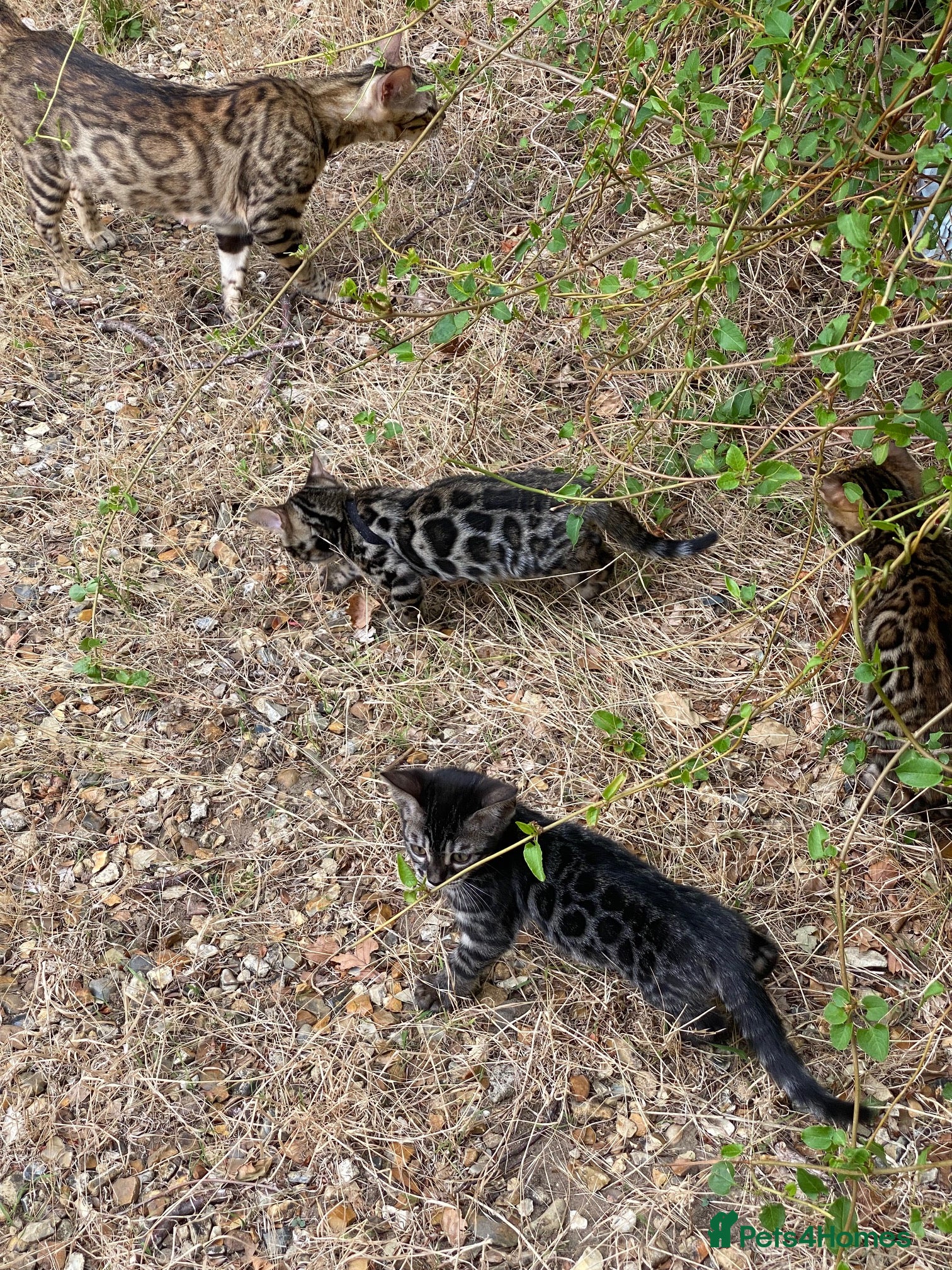 Bengal cats  2 Stunning Full Pedigree Rosetted Bengal Kittens - Advert 12