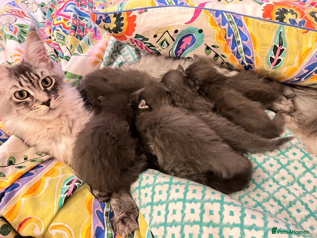Maine Coon cats for sale: 🏆 PEDIGREE MAINE COON KITTENS GCCF 🏆  - Image 12