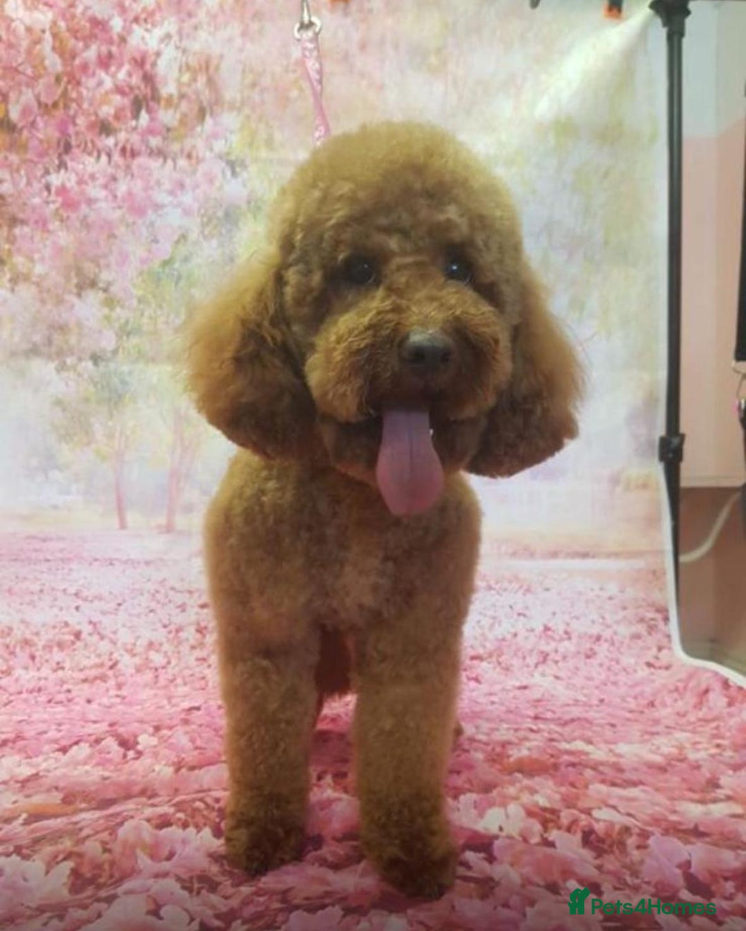 Cavapoo dogs for sale: Beautiful F1 Cavapoo Puppies  - Image 12