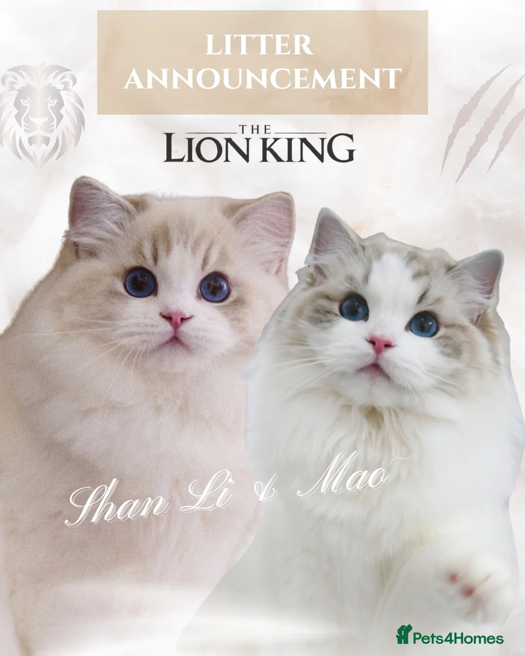 Ragdoll cats for sale: Blue Lynx Bicolor Ragdoll Male Kitten 7 Month old - Advert 2