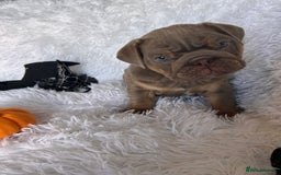 English Bulldog dogs for sale: Outstanding English bulldogs  - Image 6