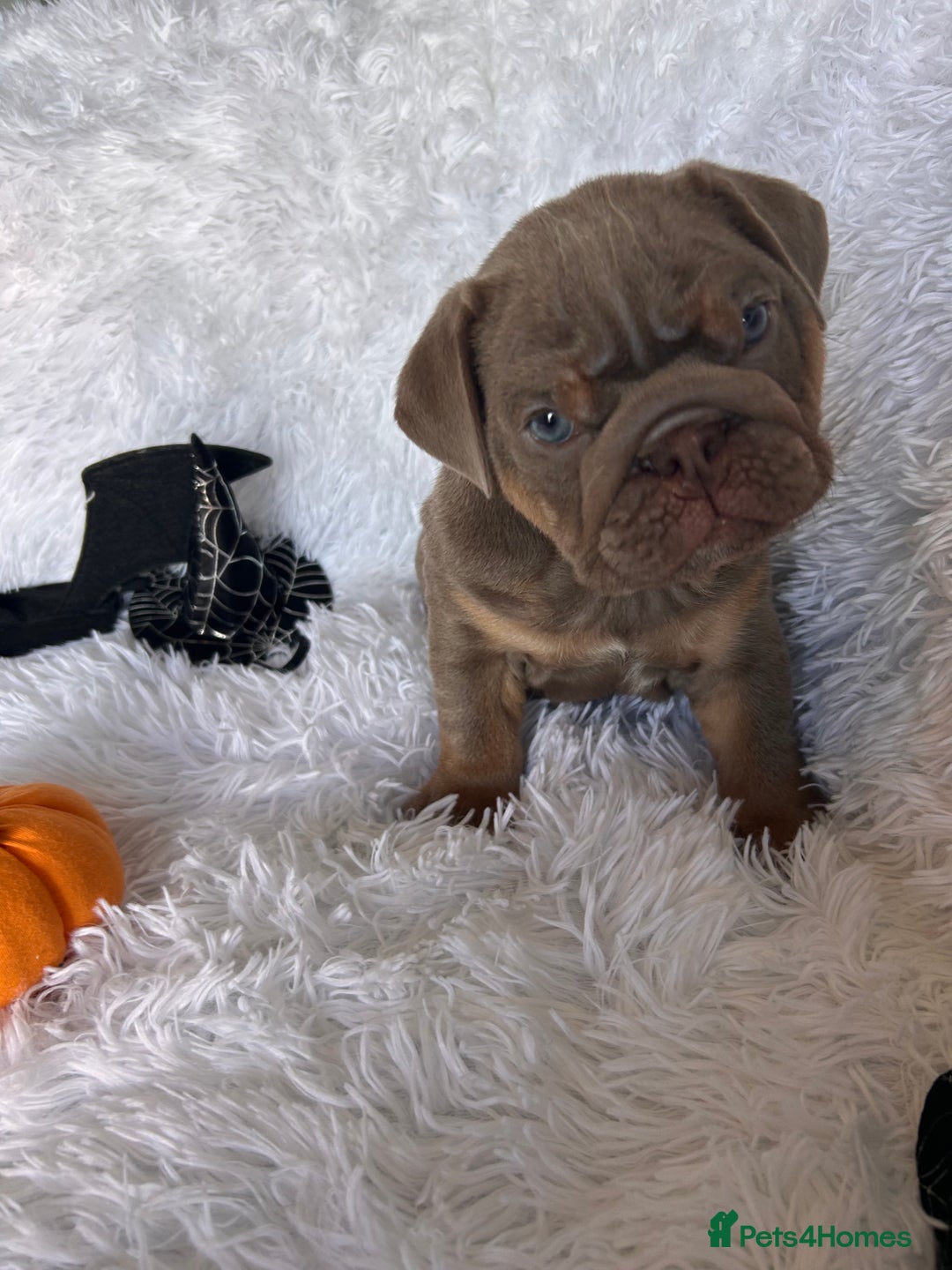 English Bulldog dogs for sale: Outstanding English bulldogs  - Image 6