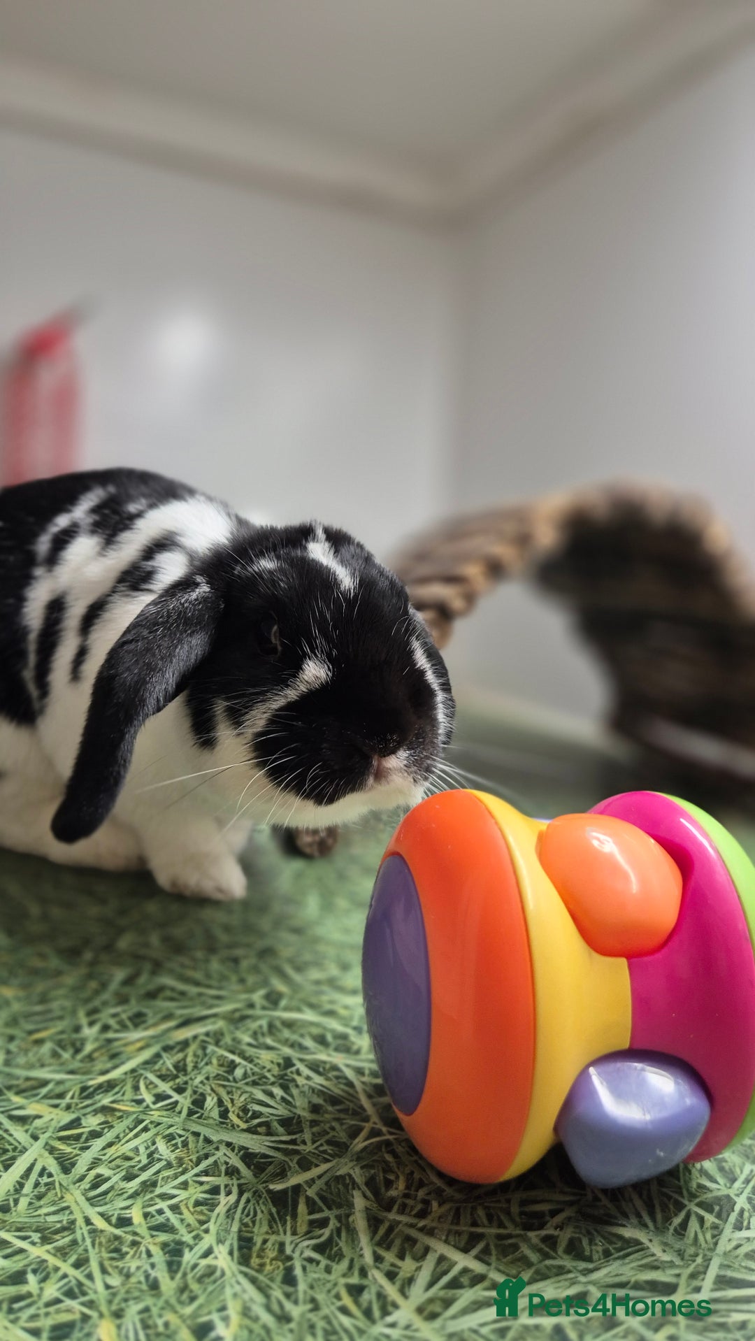 Dwarf Lop rabbits for sale: Flora Vaccinated and Spayed Dwarf Lop - Advert 2