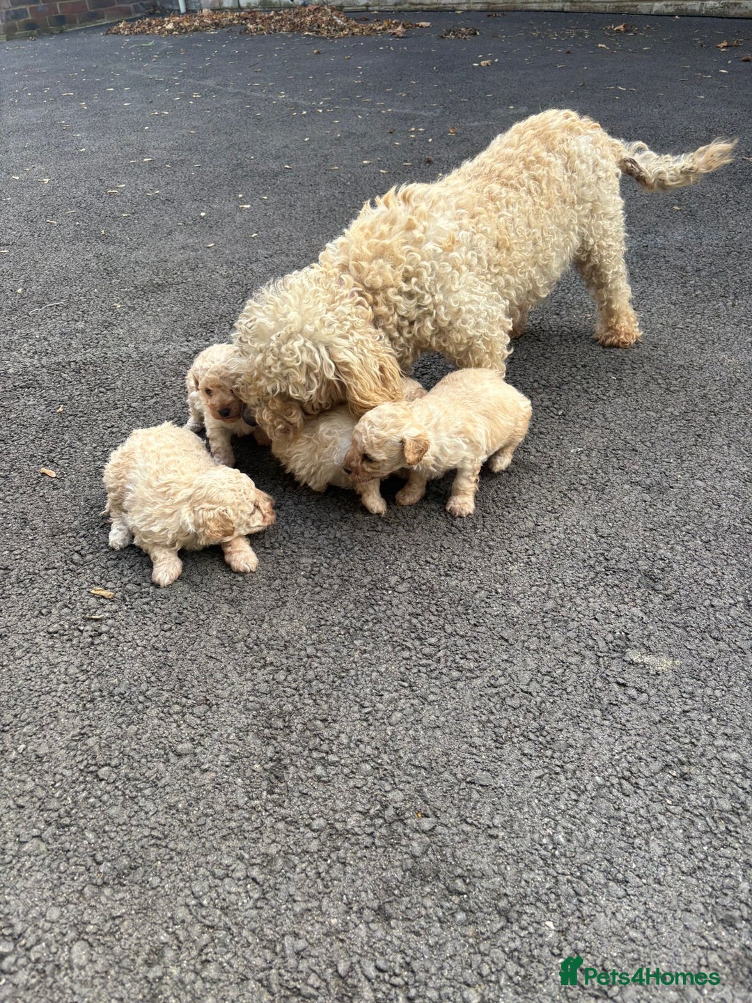 Toy Poodle dogs for sale: Toy Poodle Pups with Lovely Temperaments - Image 17
