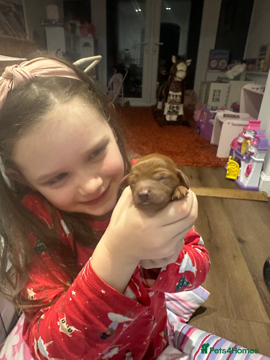 Cavapoo dogs for sale: Toy Cavapoo puppies  - Advert 6