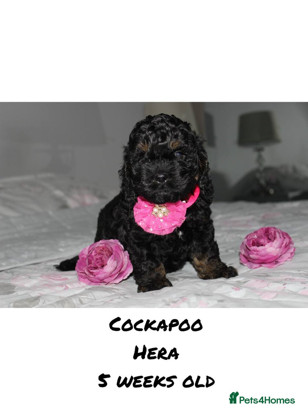 Cockapoo dogs for sale: Unique F1 Cockapoo Puppies - Advert 19