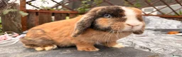 Mini Lop rabbits for sale: Mini lop babies and adults  - Advert 12