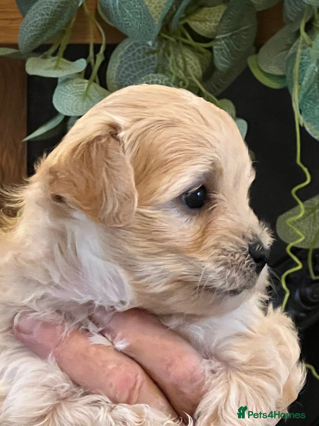 Maltipoo dogs for sale: Maltipoo puppies  - Advert 10