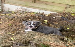 Old Tyme Bulldog dogs for sale: New England Bull dog - Image 2