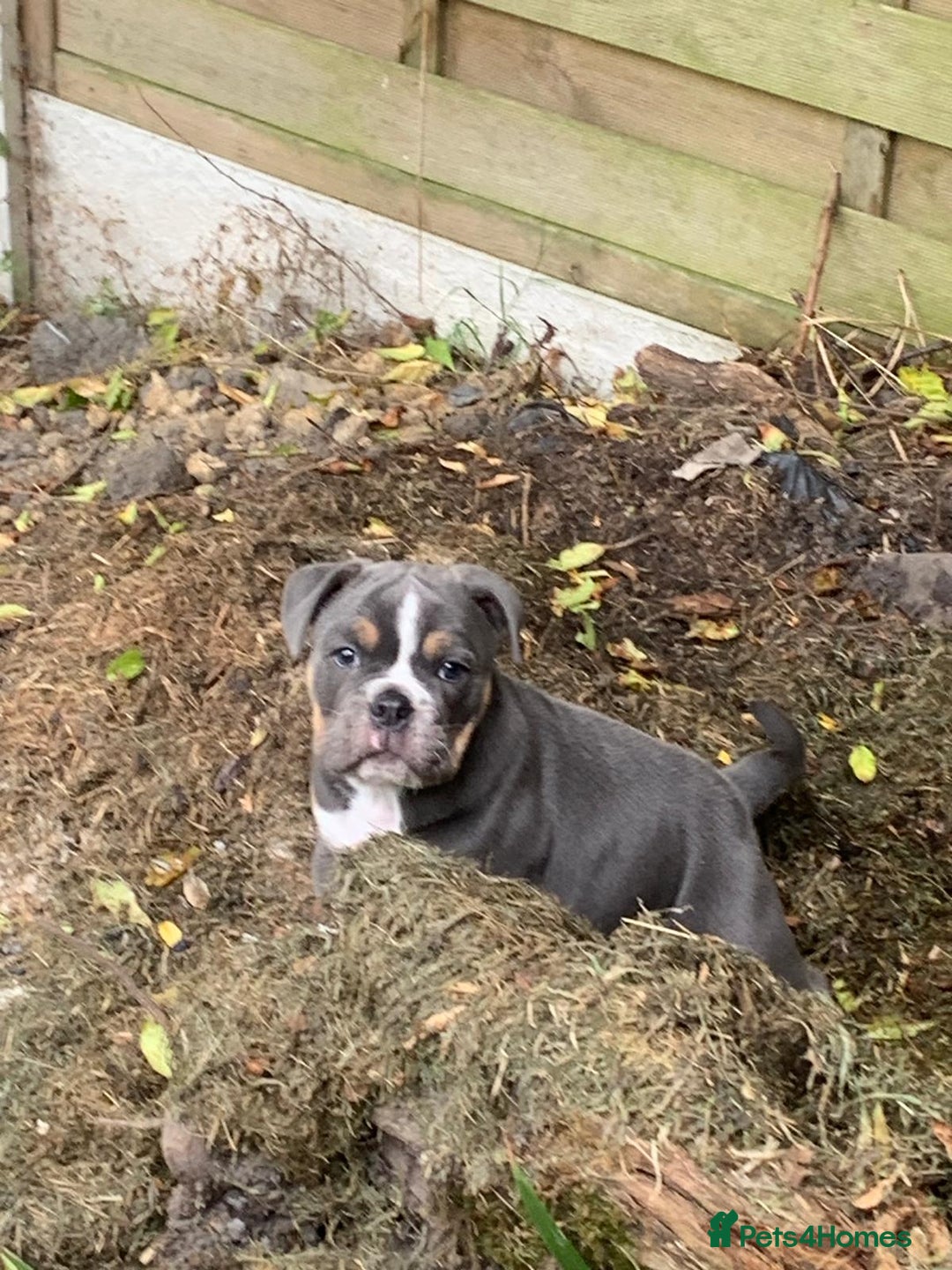Old Tyme Bulldog dogs for sale: New England Bull dog - Image 2