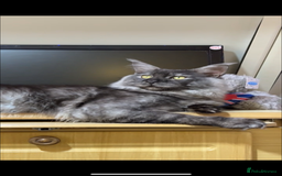 Maine Coon cats for sale: Maine coon  - Image 2