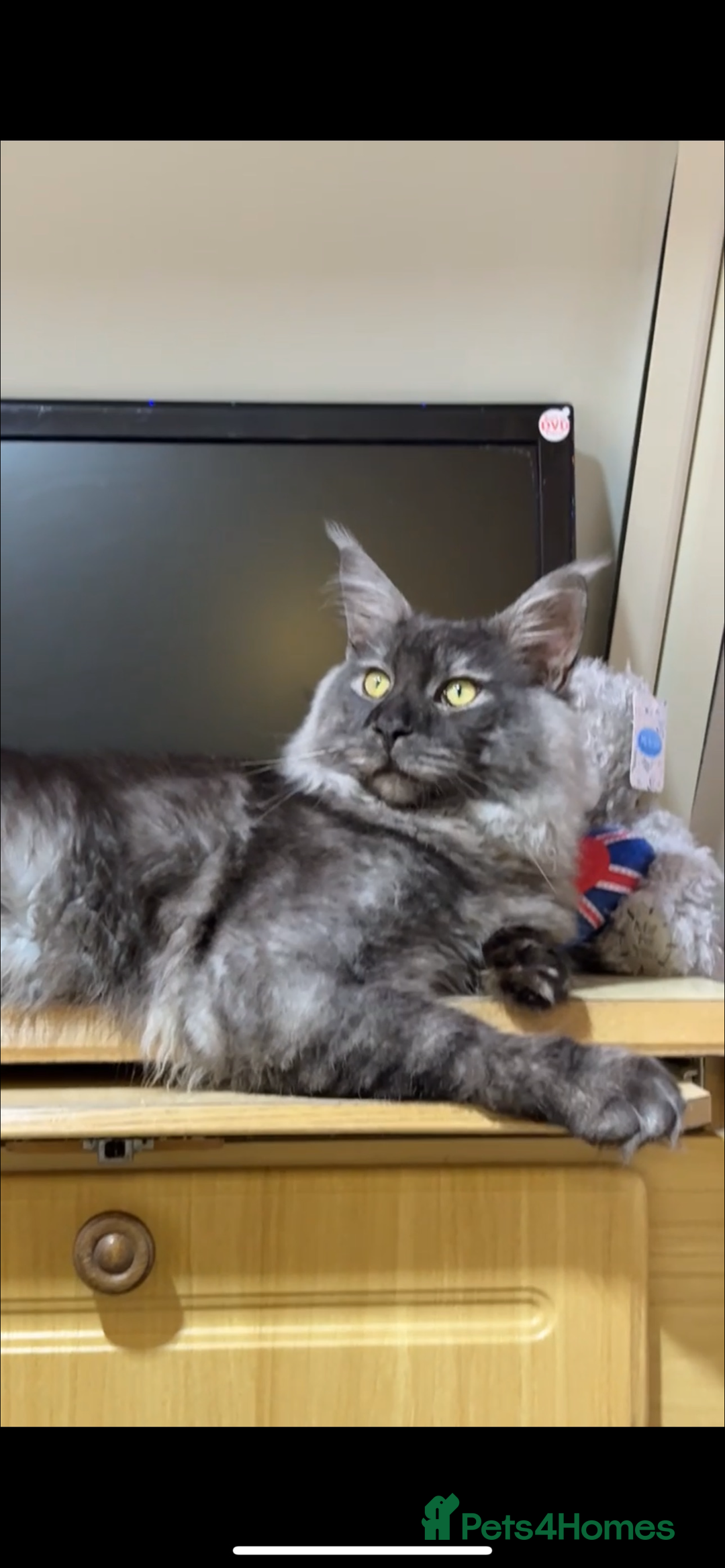 Maine Coon cats for sale: Maine coon  - Image 2