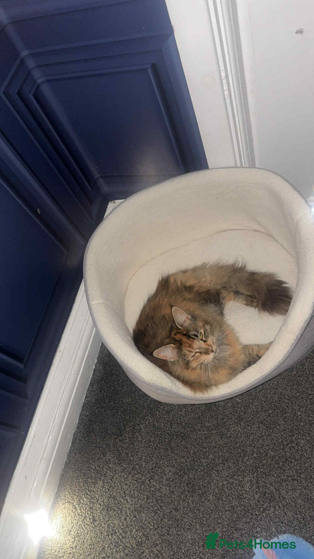 Maine Coon cats for sale: 2 mainecoon cats  - Advert 3