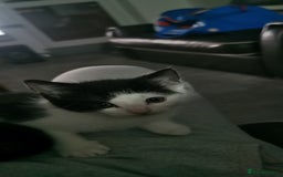 Bombay cats for sale: Exotic shorthair Kitten  - Image 6