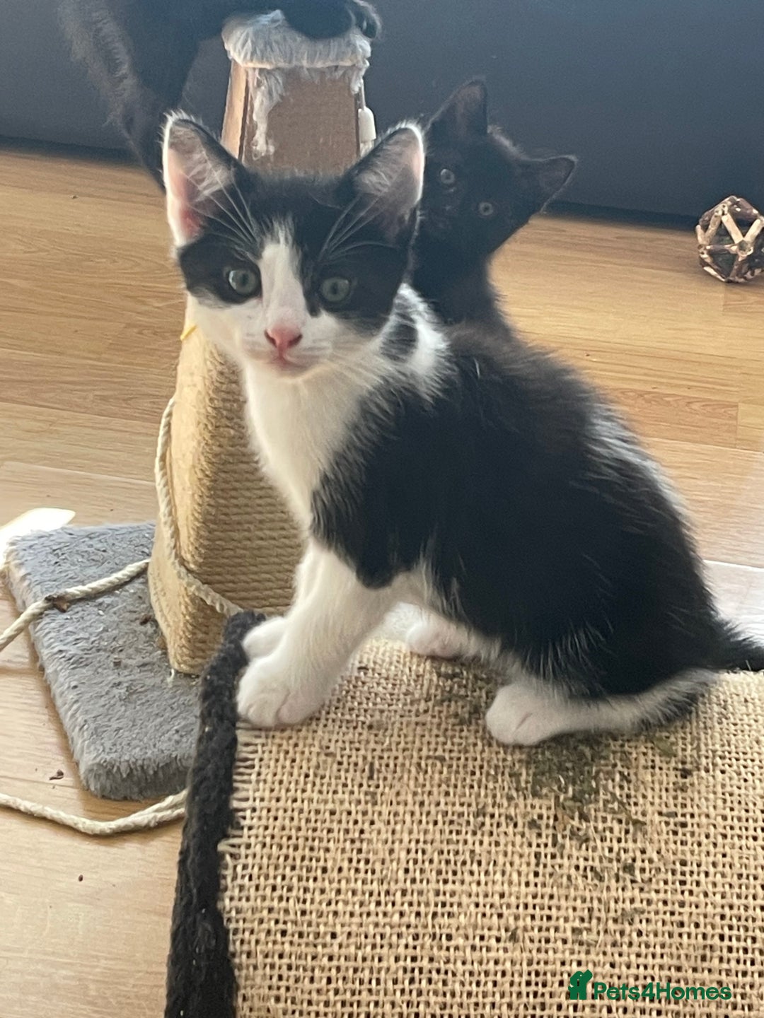 Mixed Breed cats for sale: Ready now kittens  - Image 7