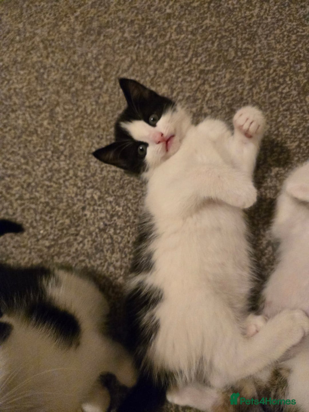Mixed Breed cats for sale: Fluffy kittens  - Image 2
