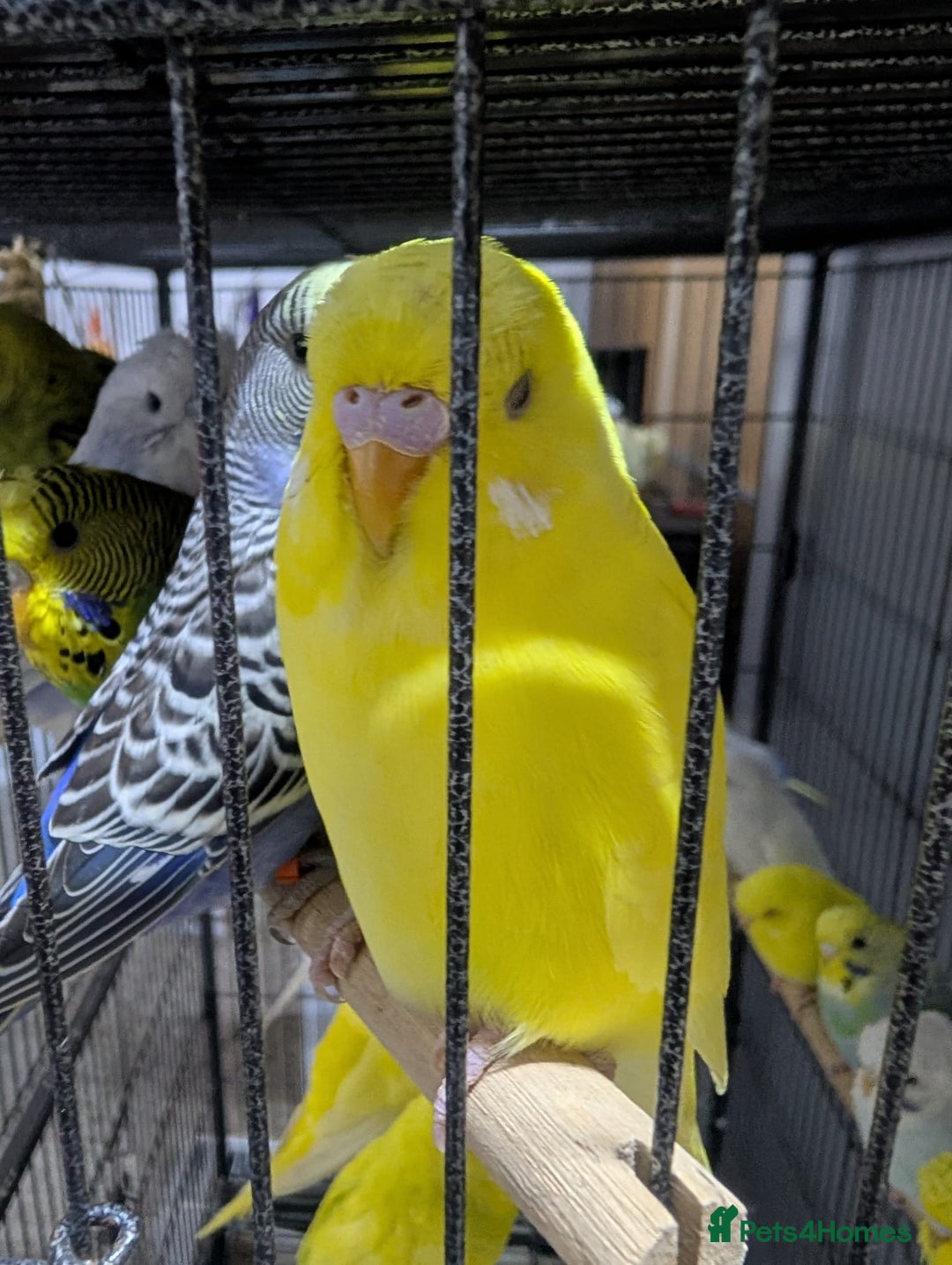 Budgerigars birds for sale: All Colours in Budgies - Image 12