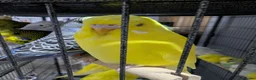 Budgerigars birds for sale: All Colours in Budgies - Advert 12