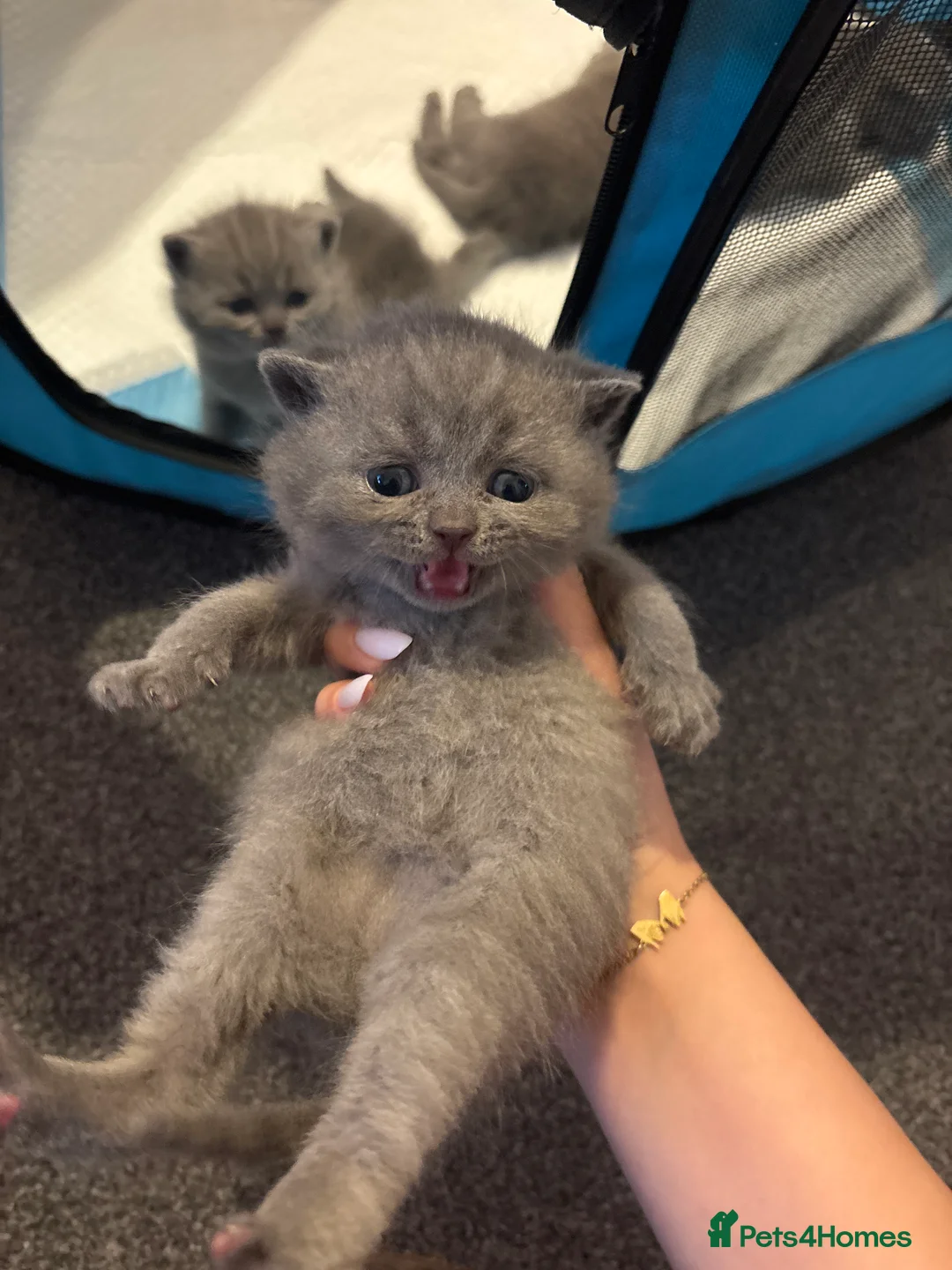 British Shorthair cats for sale: British Shorthair  - Advert 2