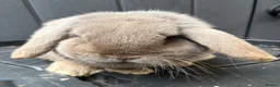 Mini Lop rabbits for sale: Lilac mini lop buck  - Advert 2