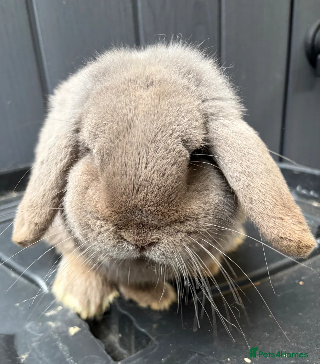 Mini Lop rabbits for sale: Lilac mini lop buck  - Advert 2