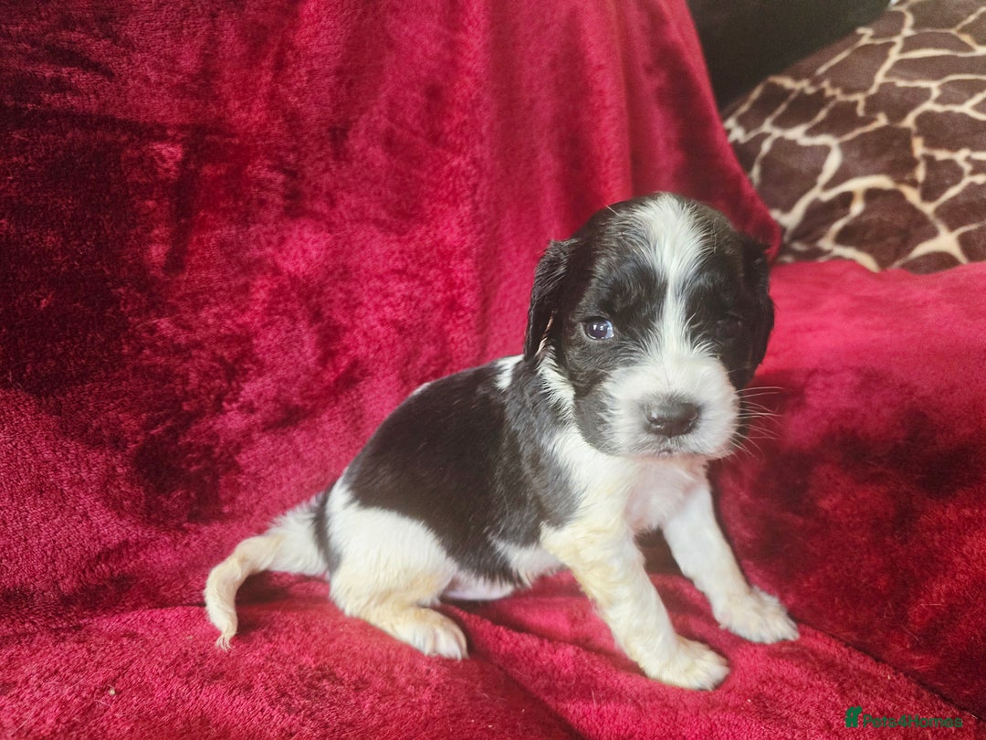 English Springer Spaniel dogs for sale: ⭐️ Ready Stunning KC DNA Vetted, home Ess Pups ⭐️ - Image 32