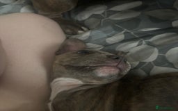 Mixed Breed dogs for sale: Mixed breed puppy - Image 3