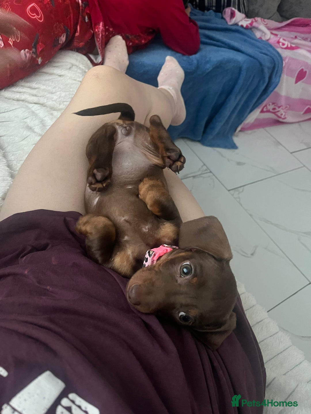 Miniature Dachshund dogs for sale: Miniature dachshund - Image 6