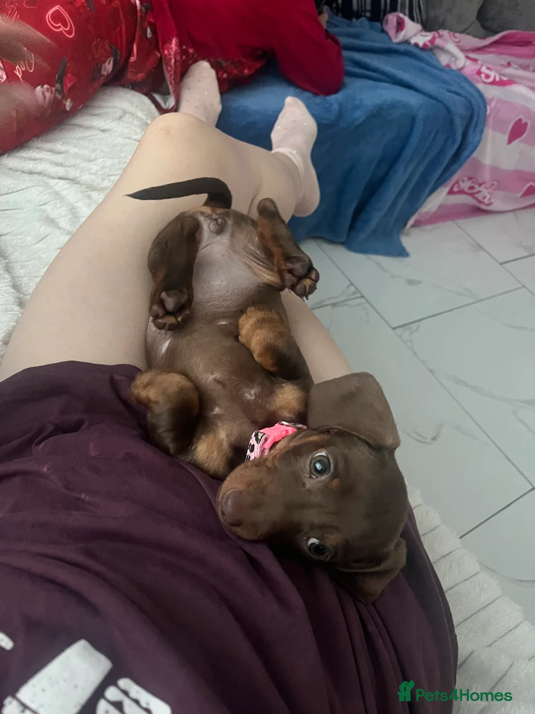 Miniature Dachshund dogs for sale: Miniature dachshund - Advert 6