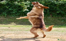 German Shepherd dogs for sale: ❤️KC health tested unique gsd babies 🩷 - Image 20