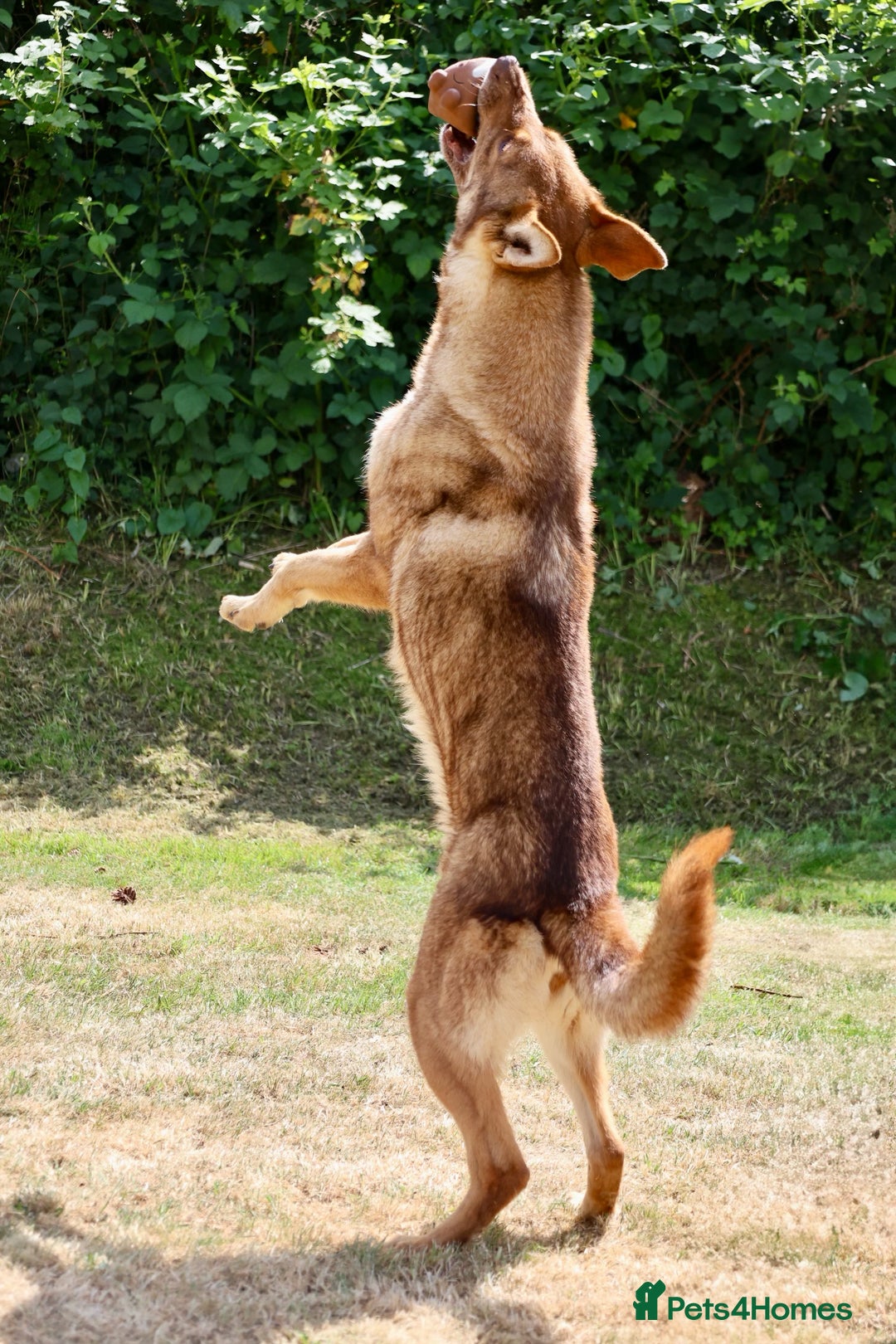 German Shepherd dogs for sale: ❤️KC health tested unique gsd babies 🩷 - Image 20