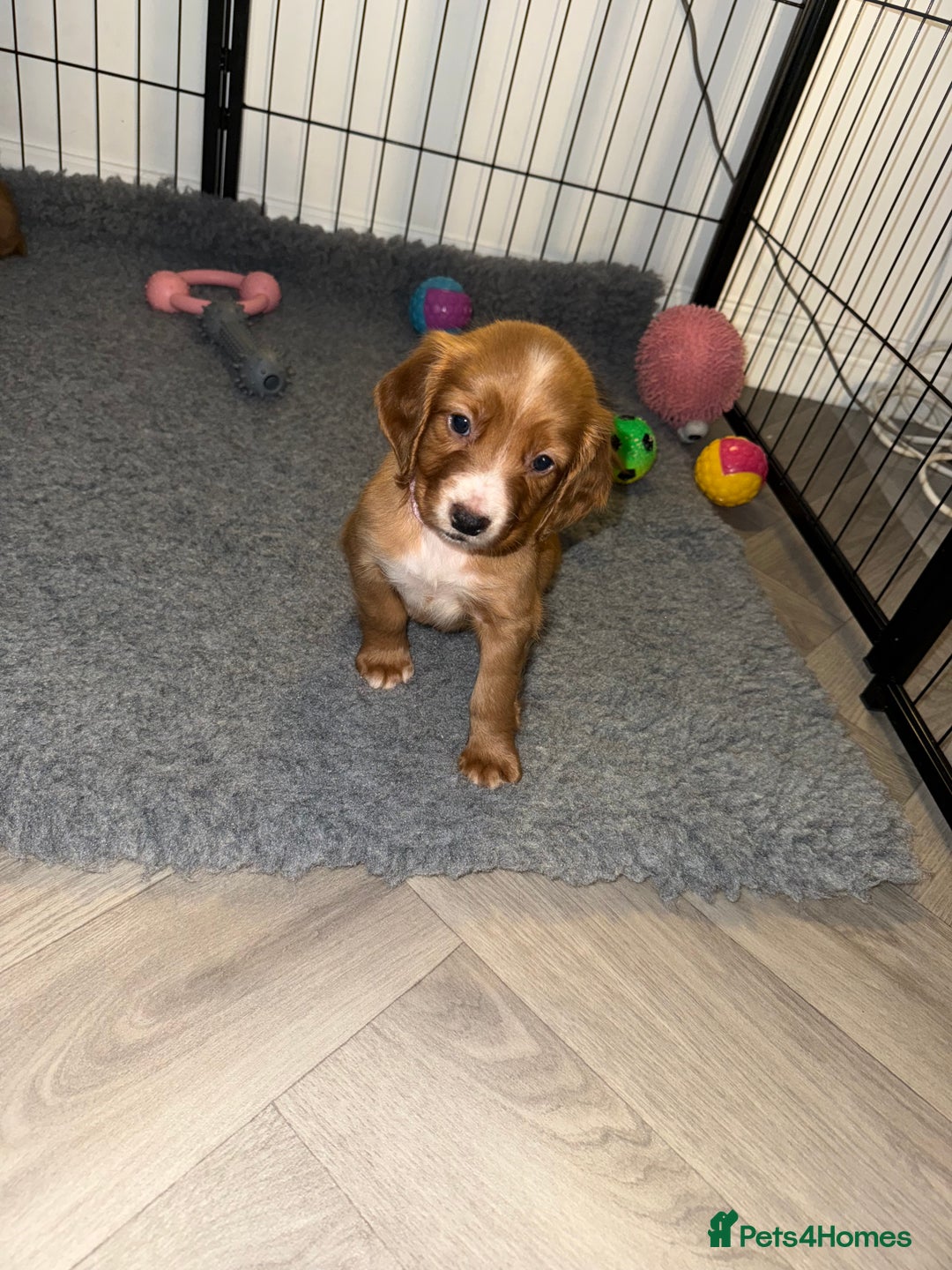 Cocker Spaniel dogs for sale: 🧡Fox Red WCS🧡 - Image 2