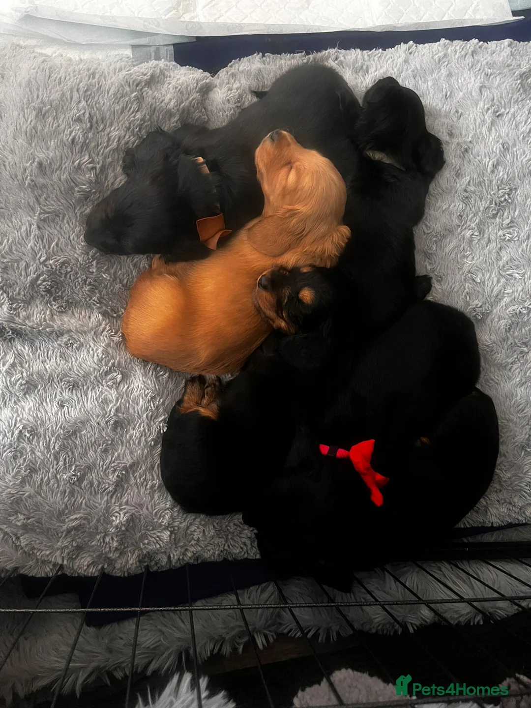 Miniature Dachshund dogs for sale: Longhaired miniature dachshund pups - Advert 2