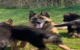 German Shepherd dogs for sale: Stunning 5 month Female - Image 4