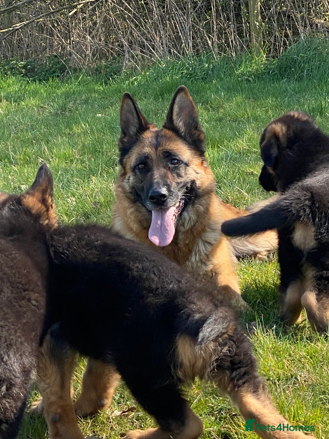 German Shepherd dogs for sale: Stunning 5 month Female - Image 4