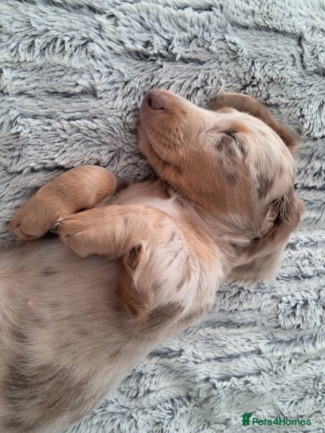 Dachshund dogs for sale: Miniature daschund boy  - Advert 1