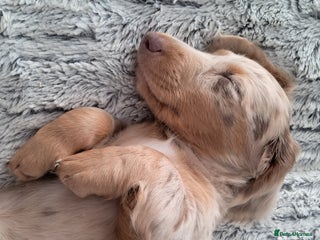 Dachshund dogs Miniature daschund boy - Advert 3