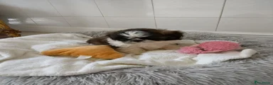 Shih Tzu Puppy 2