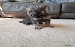 German Shepherd dogs for sale: German shepherd puppies  - Image 6