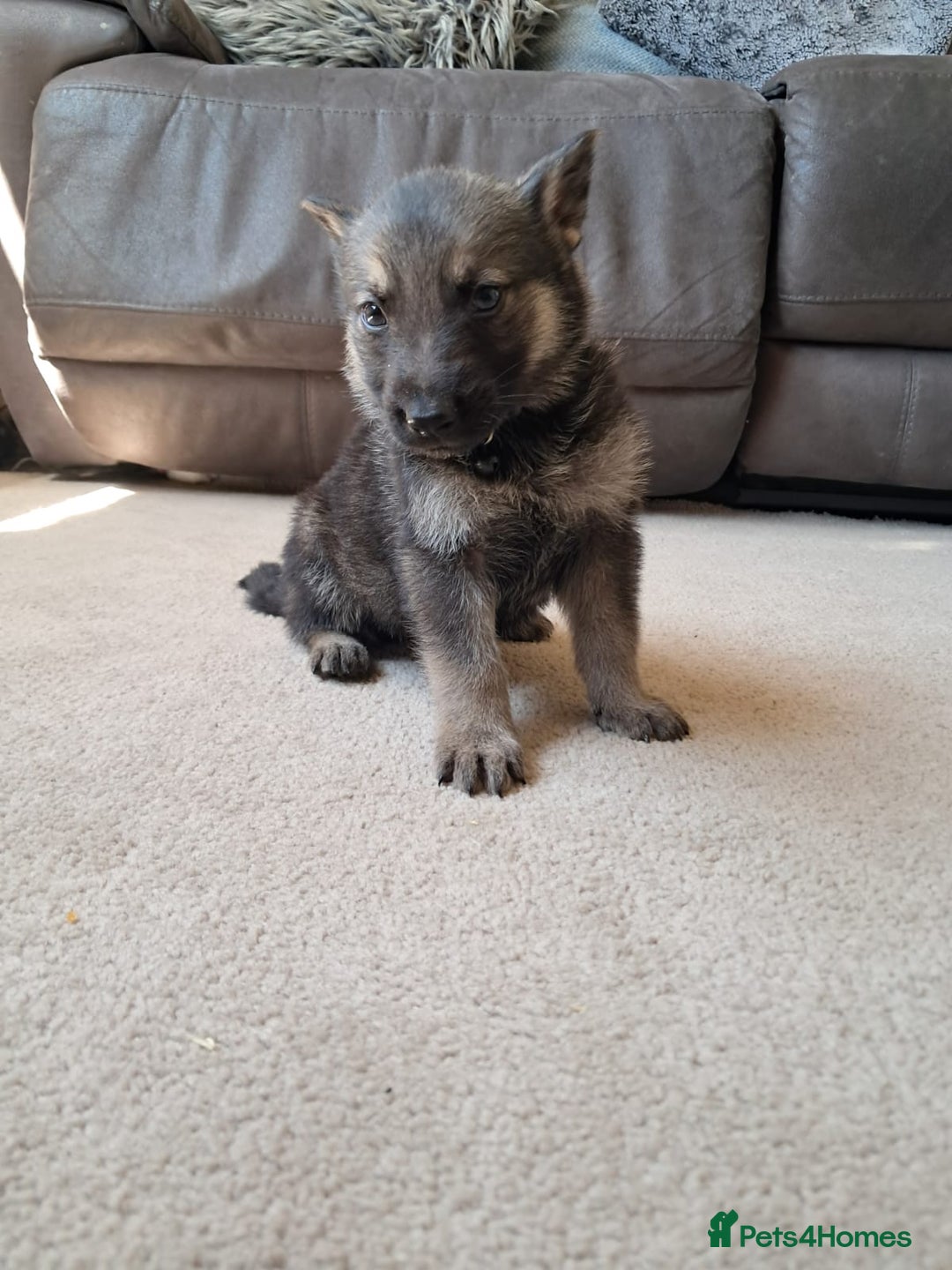 German Shepherd dogs for sale: German shepherd puppies  - Image 6