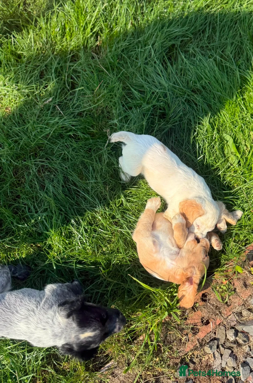 Cocker Spaniel dogs for sale: Working cocker spaniel puppies - Advert 2