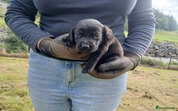 Cockerdor dogs for sale: Gorgeous cockador Puppies - Image 5