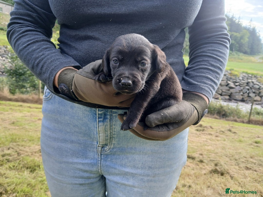 Cockerdor dogs for sale: Gorgeous cockador Puppies - Image 5