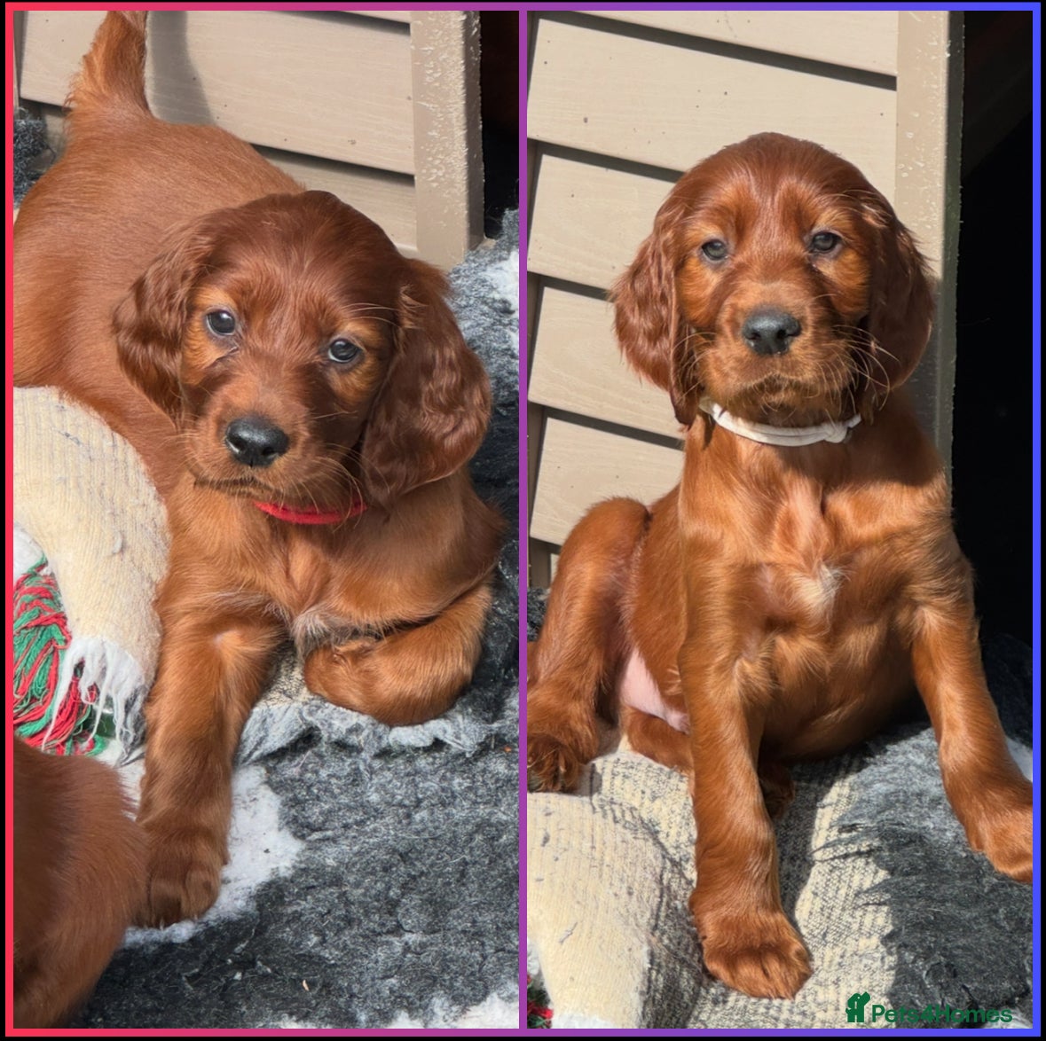 Irish Setter dogs Stunning KC Pups 1 Male 1 Female   - Advert 2