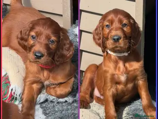 Irish Setter dogs Stunning KC Pups 1 Male 1 Female - Advert 2